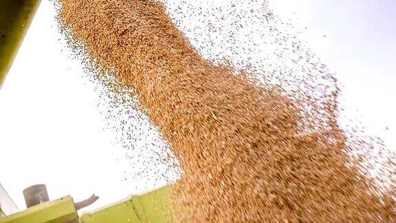 慢动作卸载小麦谷物