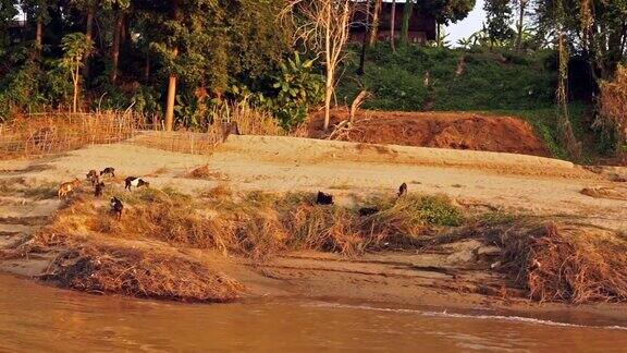 老挝琅勃拉邦湄公河岸边的一群山羊