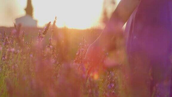 一名女子在日落时穿过薰衣草田