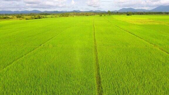 泰国南部一片绿色稻田的鸟瞰图