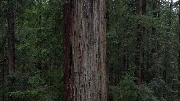 红杉森林树上升加州无人机视图