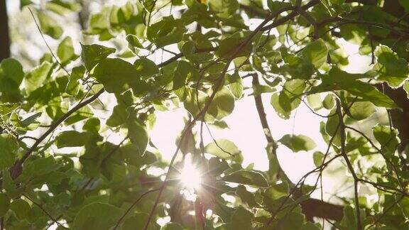 慢镜头特写:阳光透过颤动的树叶照在树枝上