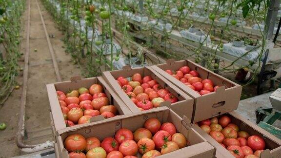一盒新鲜成熟的红番茄有机蔬菜当地小农场耕作理念新鲜作物番茄收获番茄生长蔬菜生意温室和西红柿