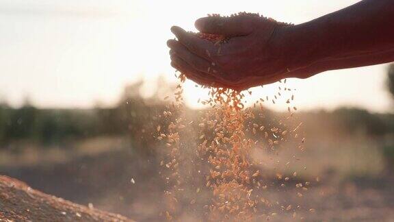 农夫用双手拔麦粒日落