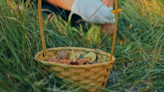 特写篮子蘑菇站在草地上的森林女人挑选蘑菇