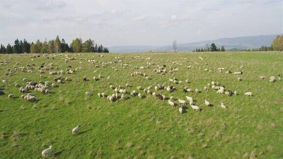 牧场上的羊群从上面看到的多山景观
