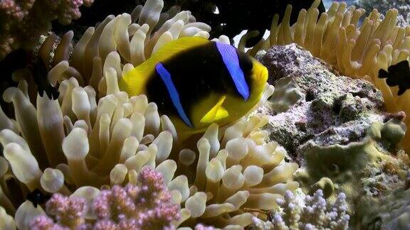 海葵和小丑鱼在海底的珊瑚礁