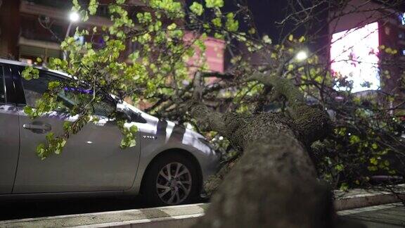 强烈飓风后街道自然大灾变狂风暴雨摧毁了路边的树木和停放在路边的汽车连根拔起的干燥树木倒在汽车上并划伤了表面飓风造成的破坏和后果