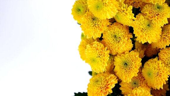 特写俯视鲜花花束旋转在白色背景上花卉组成由黄色菊花santini