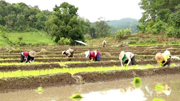 农民种水稻慢动作