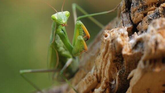 绿螳螂坐在树干上