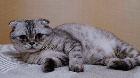一只灰色的苏格兰猫以怪异的姿势躺在床上一只有趣的苏格兰灰猫躺在床上伸懒腰一张灰色的苏格兰品种猫躺在沙发上休息的特写