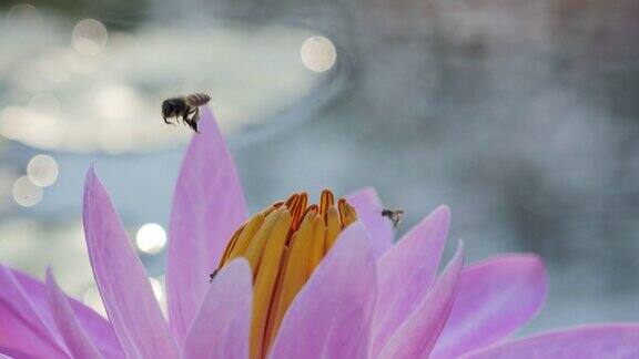 近距离观察早晨粉红莲花上的蜜蜂