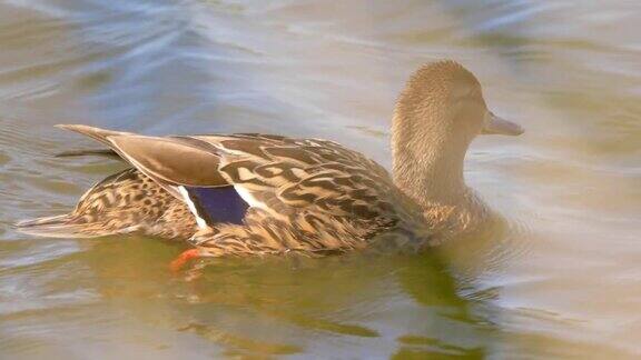 池塘水面上单只雌绿头鸭