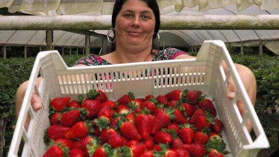 展示一箱新鲜有机草莓的女人