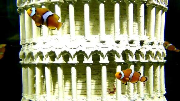 小丑鱼或海葵鱼在鱼缸里游泳