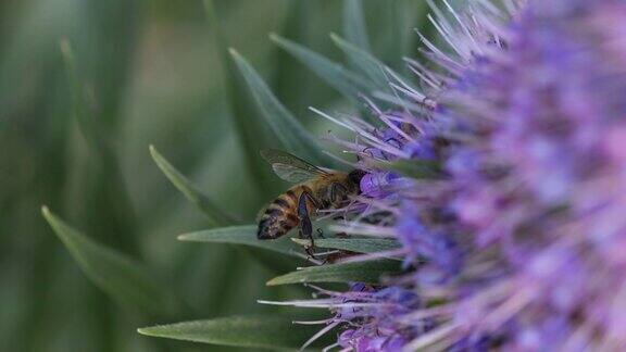 采蜜工蜂用小花收集花粉特写100%慢镜头