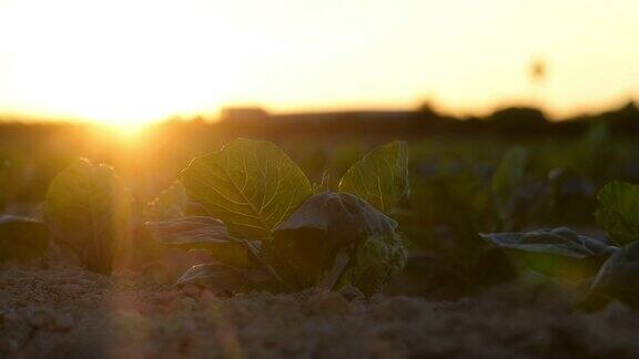 在日落时分的农业种植园里的莴苣田