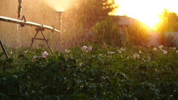 在日落时给花园浇水的洒水车