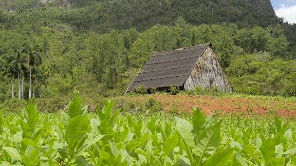 自然烟草种植园和山在Viñales古巴