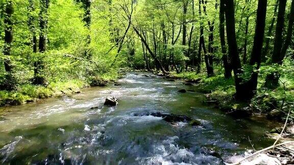 森林河流绿色自然