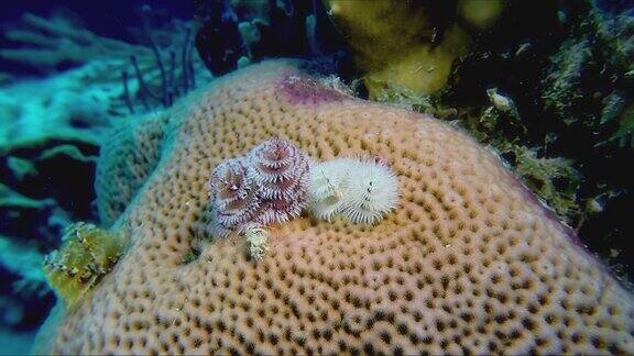 珊瑚上的圣诞树虫近距离观察珊瑚虫