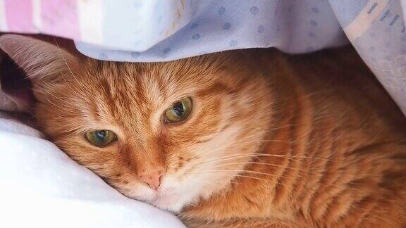 小黄猫躲在毯子里小心点