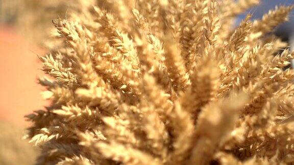 小麦近距离的慢动作