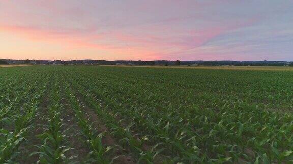 太阳升起时的玉米地