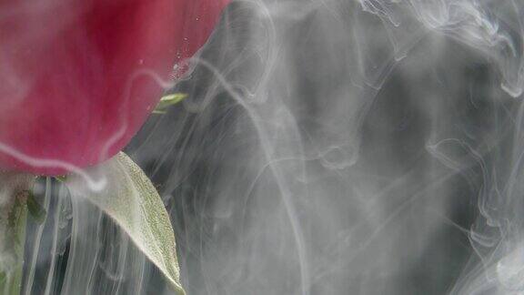 慢动作白色油漆滴入红玫瑰花黑色背景