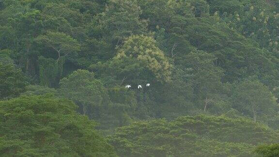 白鹭、牛、白鹭、鸟在茂密的丛林山上飞翔