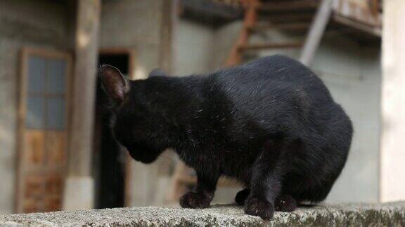 黑猫坐在自家农场的一堵砖墙上特写镜头4k