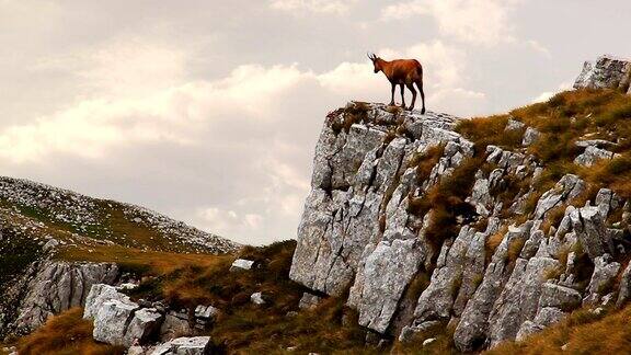 岩顶上的岩羚羊