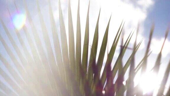 阳光穿过棕榈树的树枝