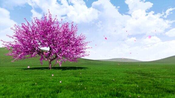 春天的风景里有一棵盛开的樱花树