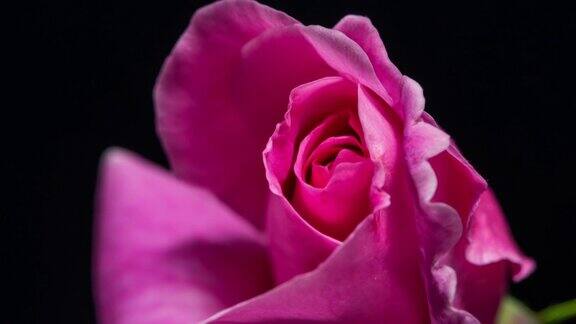 美丽盛开的粉红玫瑰特写