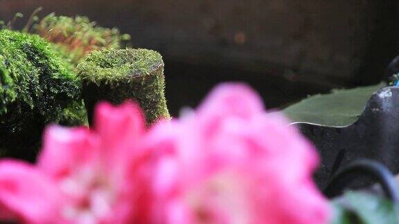 小山雀沐浴在苔藓和鲜花中