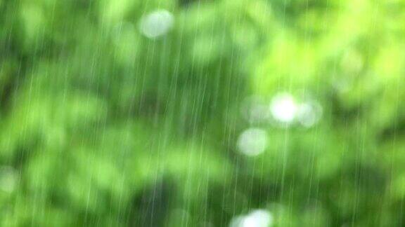 夏雨特写镜头