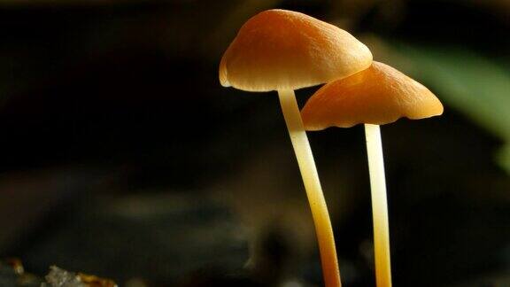 真菌蘑菇伞菌一种真菌的带有孢子的子实体