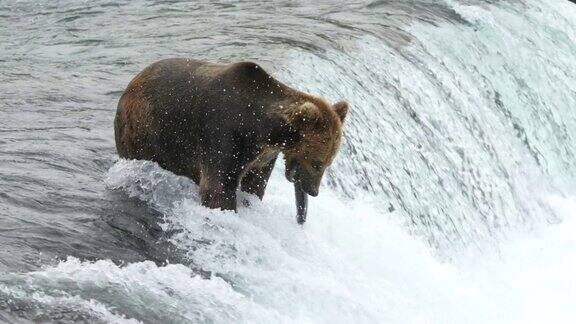 棕熊在布鲁克斯瀑布抓红鲑鱼-4K慢动作
