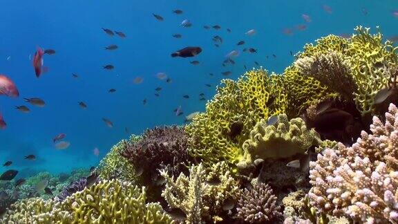鱼群色彩斑斓的背景下的珊瑚礁景观水下