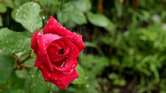 红玫瑰雨落在玫瑰上