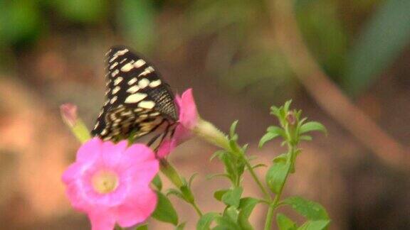 美丽的蝴蝶在花园里飞舞