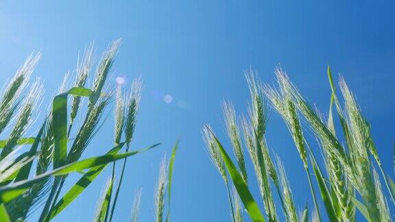 绿色小麦穗在风中摇曳
