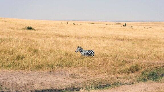 非洲大草原上一只好奇的斑马的肖像