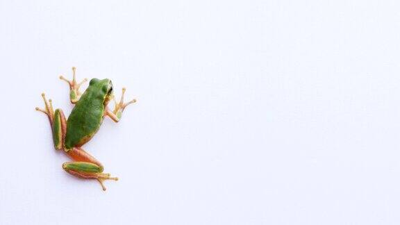 一只树蛙粘在白色背景上的4K视频