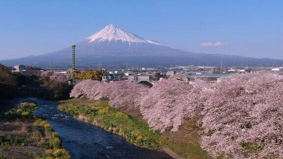 日本静冈县的富士山和樱花景观