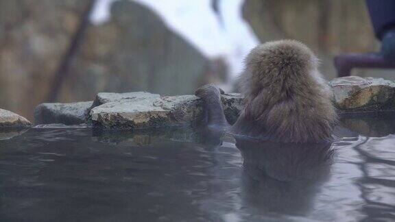 日本长野著名的雪猴沐浴在天然温泉中