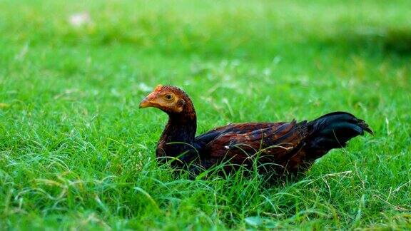 一只鸡在草地上吃草特写