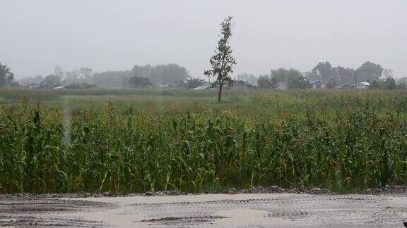 下雨时玉米田的自然景观